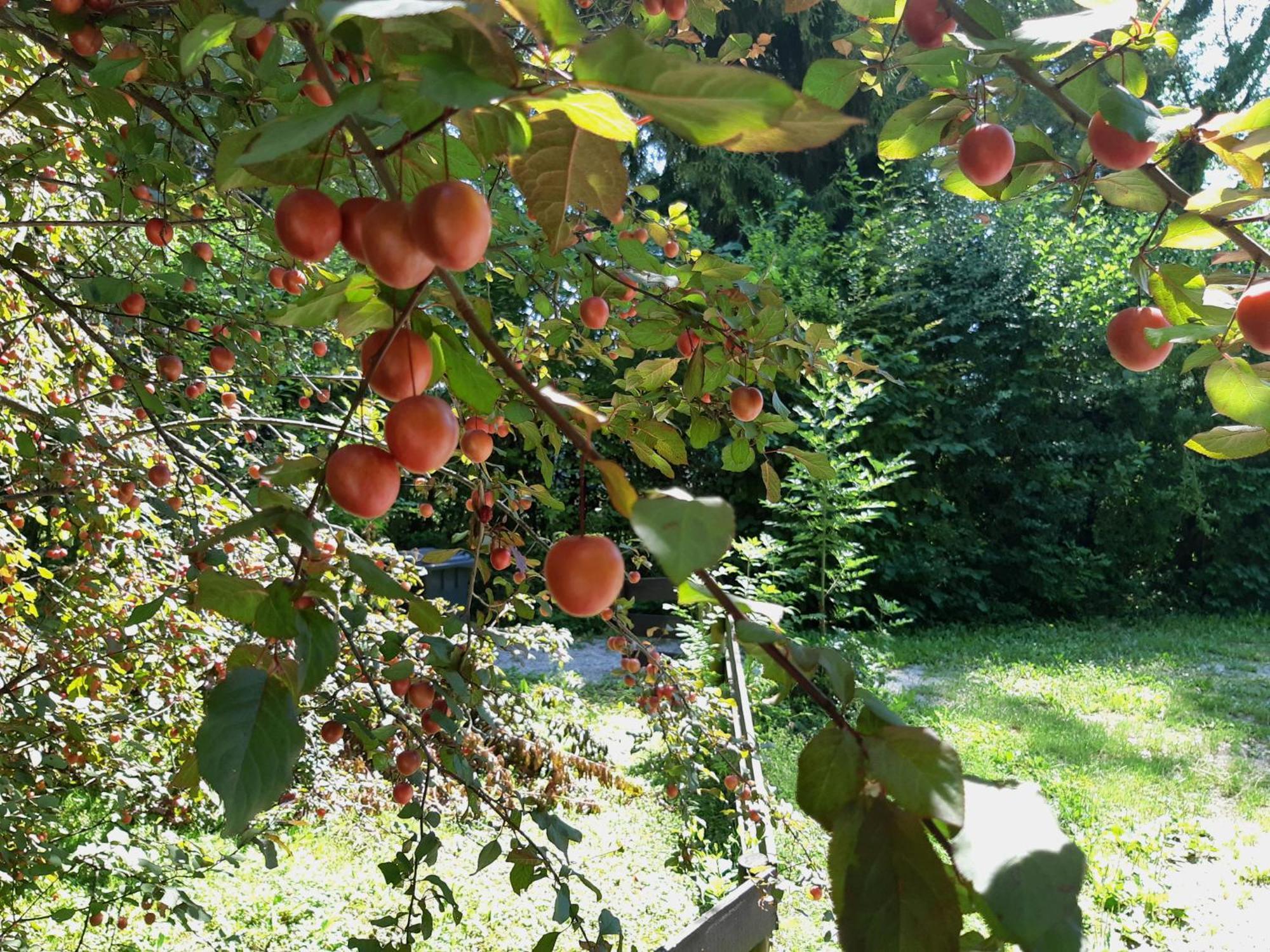 Abis Ferienwohnung Salzkammergut Strobl Exteriör bild